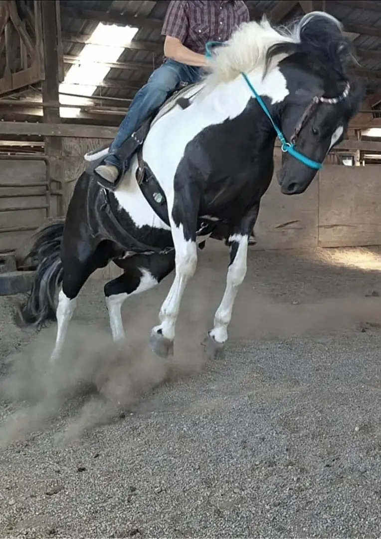 about christman horseshoeing